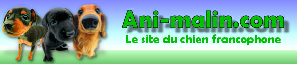 Bienvenue sur Ani-malin.com: Le monde du chien francophone